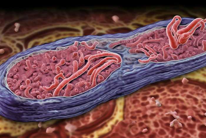 弓形虫的生活史包括哪几个阶段，弓形虫的生活史包括有性生殖和无性生殖两个阶段