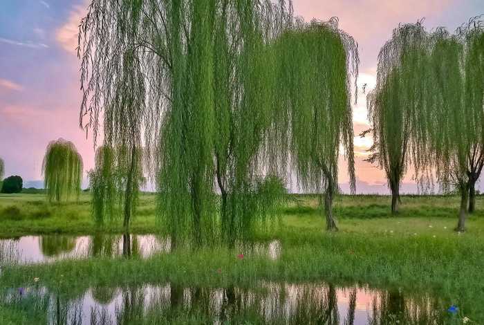 柳树的生活环境是什么 柳树的生活环境是什么样的呢