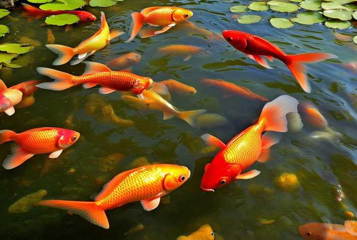 金鱼的生活特点是什么，金鱼的生活特点是什么呢
