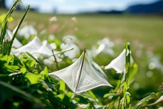 蚕的生活习性、蚕的生活地点