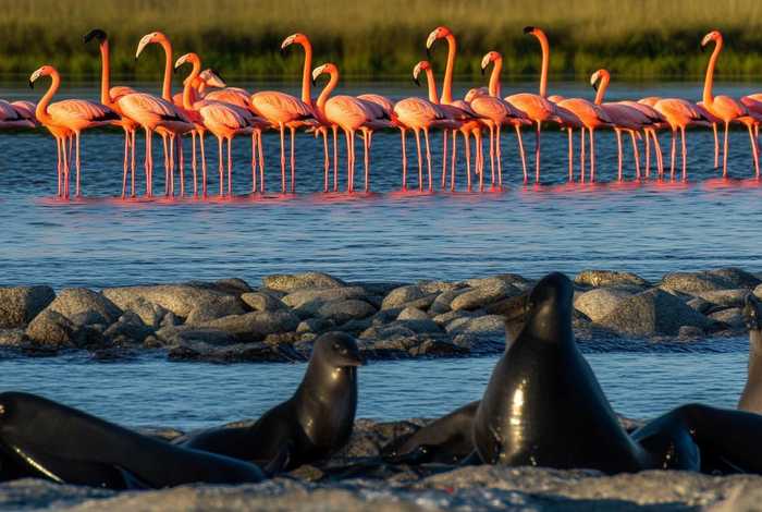 火烈鸟生活在哪里?海豹在哪里? 火烈鸟生活在哪里?海豹在哪里呢 火烈鸟生活在哪里?海豹在哪里? 火烈鸟生活在哪里?海豹在哪里呢