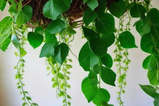 吊兰的生长规律 吊兰的生长规律和特点