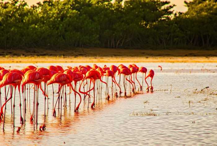 火烈鸟生活在哪里吃什么(火烈鸟生活在什么样的环境里?) 火烈鸟生活在哪里吃什么(火烈鸟生活在什么样的环境里?)