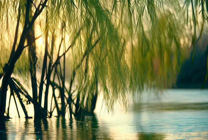 柳树的生活环境和特点、柳树的生活环境和特点作文