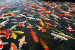 鲤鱼生活在哪个水层、鲤鱼生活在哪个水层最多