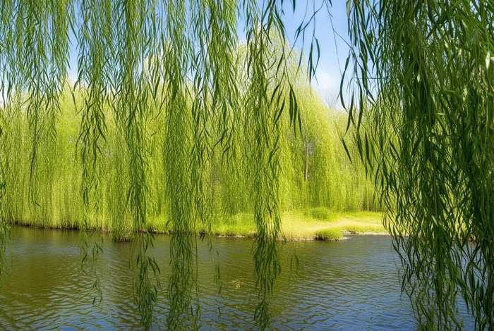 柳树的生活环境简写怎么写，柳树的生活环境简写怎么写三年级