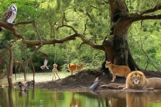 动物的生活方式有哪些英语 - 动物的生活方式有哪些英语怎么说