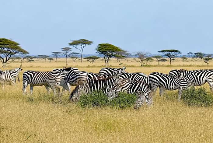斑马生活在哪里吃什么，斑马生活在哪里,吃什么