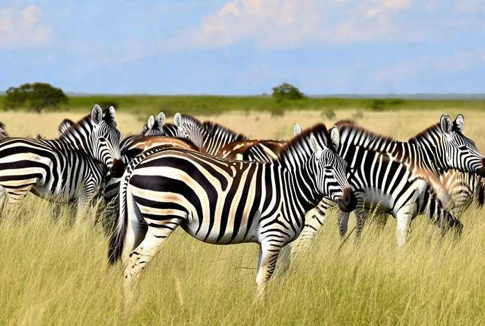 斑马的生活习性是群居吗 - 斑马的生活环境及特点