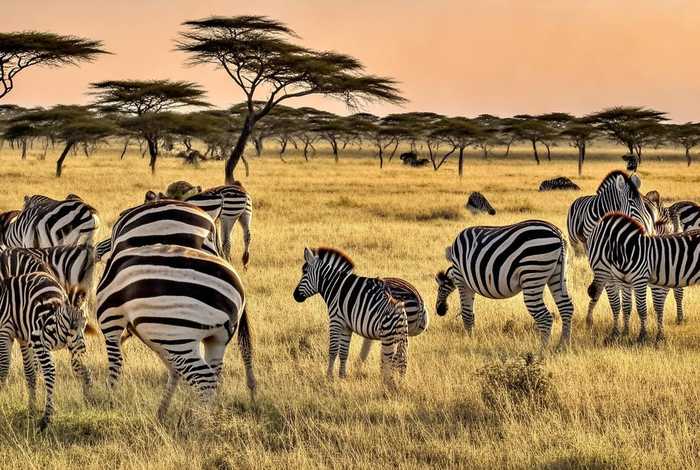 斑马是怎么生活；斑马是怎么生活的