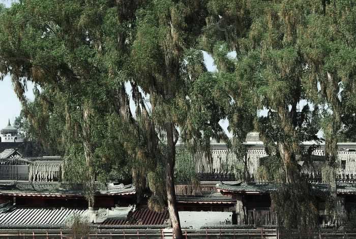 黑鱼的生活习性30字，黑鱼生活的环境