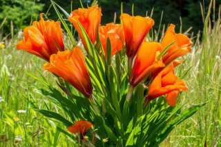 喇叭花的生活环境 - 喇叭花的生活环境和主要特征