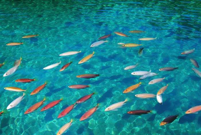 鲫鱼的生活环境干净吗；鲫鱼的生活环境干净吗图片