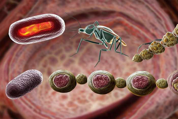 间日疟原虫生活史的讲解、间日疟原虫的生活史简述