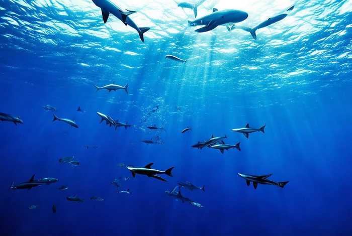 虎鲸的生活环境 虎鲸的生活环境是什么 虎鲸的生活环境 虎鲸的生活环境是什么