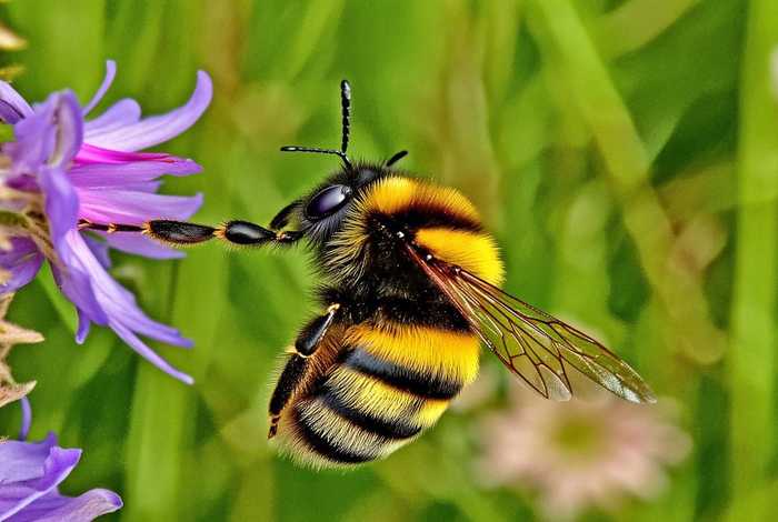 黄蜂的生活习性昆虫记，昆虫记中黄蜂的生活特征