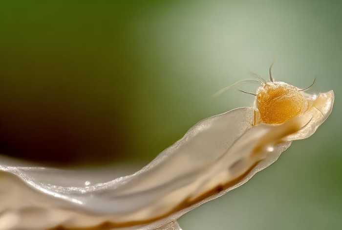 蚕刚出生的样子 蚕刚出生的样子图片