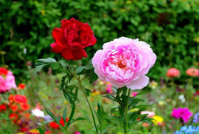 花木共生,花语是共生的花 花木共生,花语是共生的花