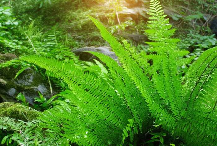 蕨类植物生活环境图片 蕨类植物生活环境图片大全 蕨类植物生活环境图片 蕨类植物生活环境图片大全