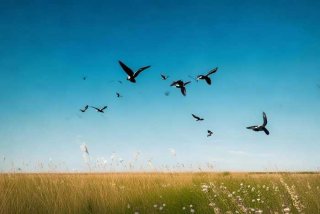 大雁是生活在哪里 大雁是生活在哪里的