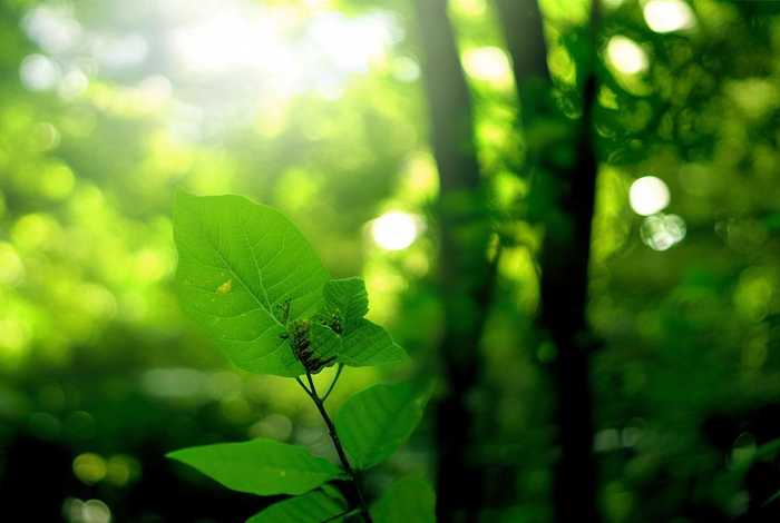 蝉生活 蝉生活在哪里 蝉生活 蝉生活在哪里