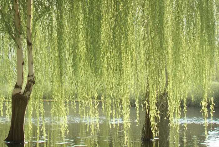 柳树的习性是什么，柳树的特点是什么？