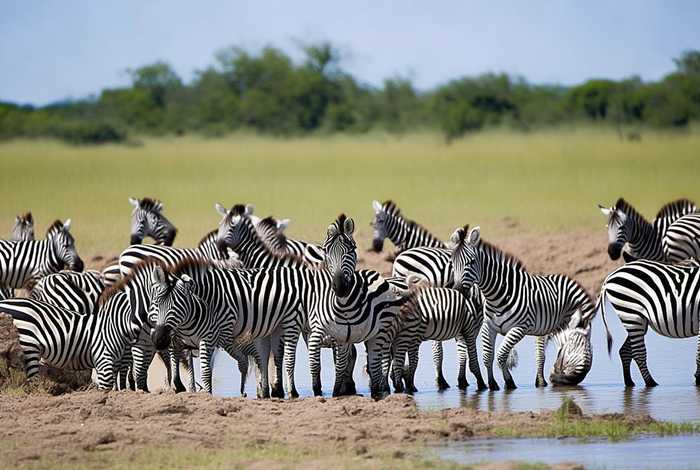 斑马的生活习惯视频、斑马的特点和生活特征