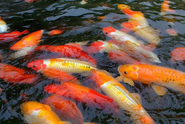 鲤鱼生活在哪个水层、鲤鱼生活在哪个水层最多 鲤鱼生活在哪个水层、鲤鱼生活在哪个水层最多