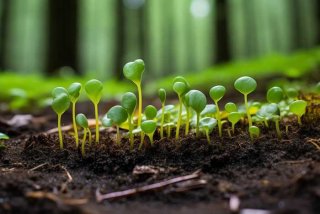 地钱的生活史简图（简述地钱的生活史和主要特征）