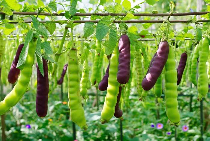 毛豆生活环境（毛豆生活环境分析）