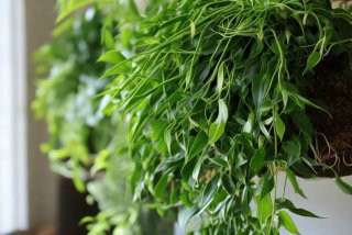 吊兰的生长特点，吊兰的生长特点简单介绍