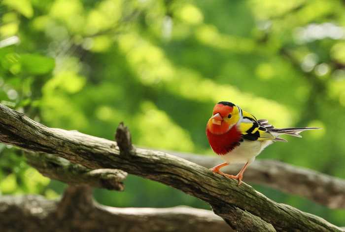 百灵寺百灵鸟习性、关于百灵鸟的资料简介