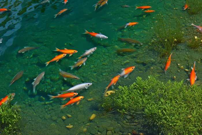 鲫鱼的生活环境和特征，鲫鱼的生活环境和特征描写