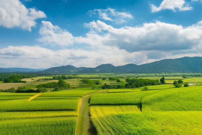 稻草人最有意义的生活、稻草人最有意义的生活内容概括