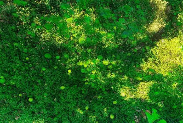 孔雀的生活范围、孔雀的生活范围有多大