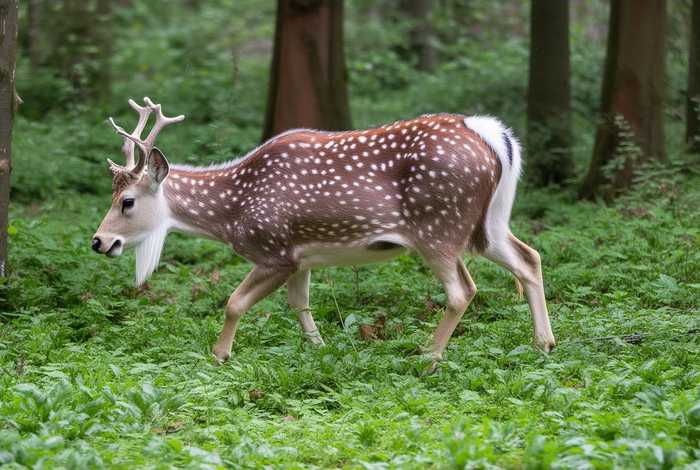 梅花鹿的生活特点是什么（梅花鹿的生活特点是什么意思）
