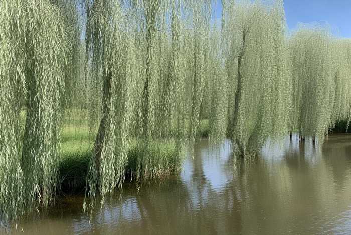 柳树的生活环境和主要特征来写 - 柳树的生活环境和主要特征描述 柳树的生活环境和主要特征来写 - 柳树的生活环境和主要特征描述