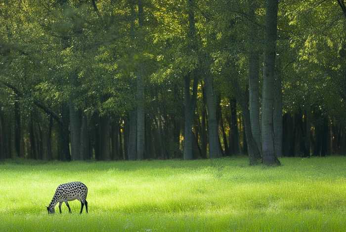 梅花鹿生活习性绘本；梅花鹿的生活环境简单描述出来