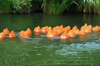 鲫鱼生活环境及特点，鲫鱼生活环境及特点觅食时间植场碎屑