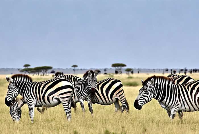 斑马的生活方式(斑马的生活方式和特点) 斑马的生活方式(斑马的生活方式和特点)