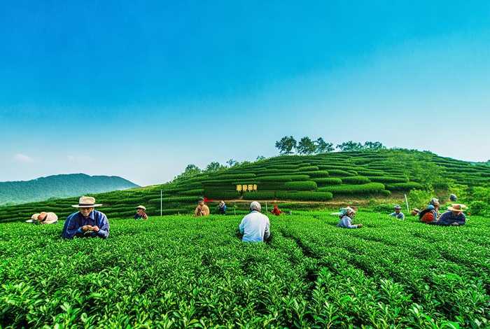 茶本优生活、福建省茶本生态农业发展有限公司 茶本优生活、福建省茶本生态农业发展有限公司