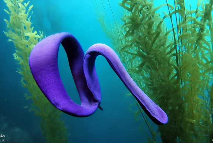 海参的生活有哪些特点、海参的生活有哪些特点和作用