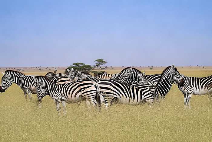 斑马的生活方式(斑马的生活方式和特点) 斑马的生活方式(斑马的生活方式和特点)