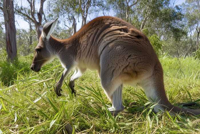 袋鼠吃什么食物为主，袋鼠吃什么食物为主食呢