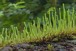 地钱的生活史类型是具有明显的、简述地钱的生活史,并指出与其他植物的主要区别