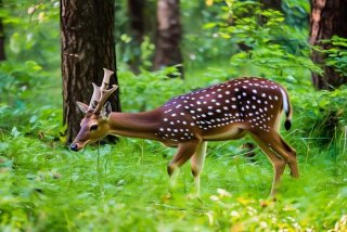 梅花鹿的生活习性英文，梅花鹿的英文介绍50字