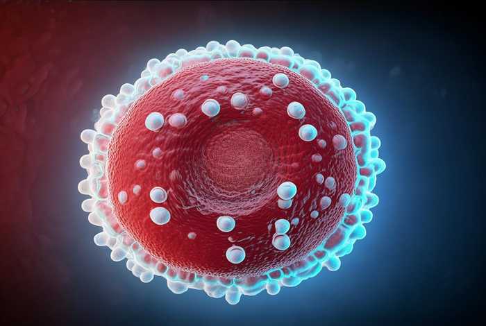 间日疟原虫 - 间日疟原虫配子体