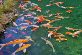 鲤鱼生活在哪里的，鲤鱼生活在哪里的视频