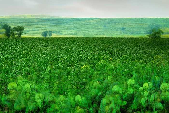 莱芜生姜产业链；莱芜生姜产业链图