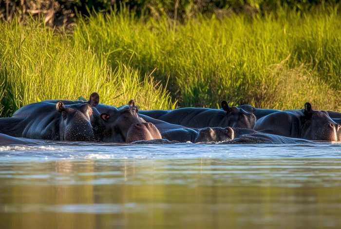 河马生活在哪里居多 - 河马生活在哪里居多的地方